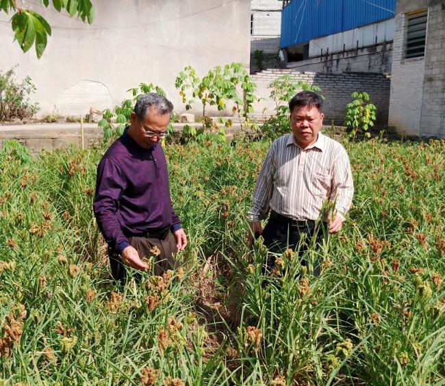 岑溪市农业农村局认真做好第三次全国农作物种质资源普查与收集工作