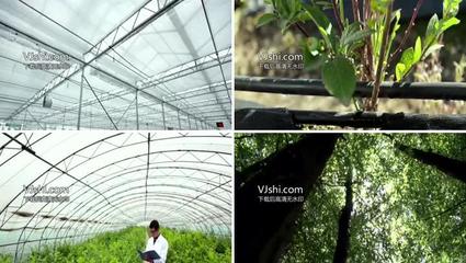 农业蔬菜水果农产品大棚种植视频