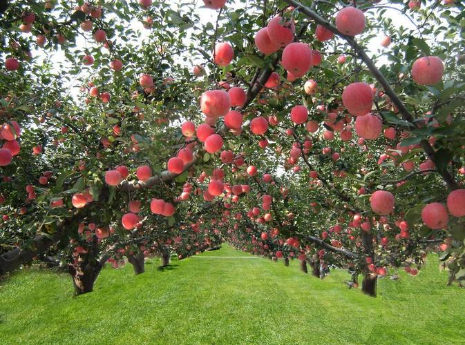 农作物科学施肥之苹果篇